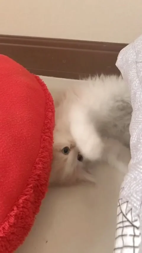 Persian cat Stock Footage 154386272