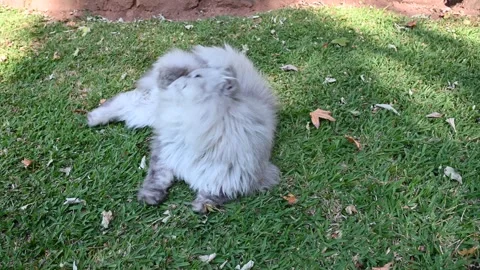Persian cat Stock Footage 334930598