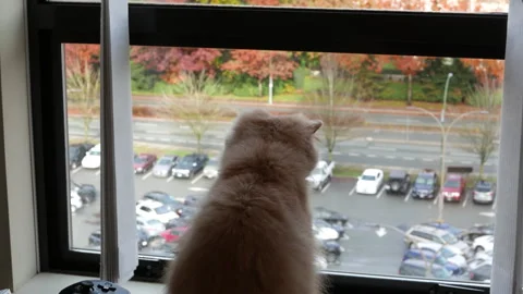 Persian Cat Gazing Outside Window at City Traffic from High-Rise Apartment Stock Footage 315095521