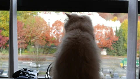 Persian Cat Gazing Outside Window at City Traffic from High-Rise Apartment Stock Footage 315095807