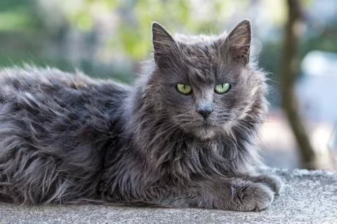 Persian Cat Green Eyes relaxing Stock Photos
