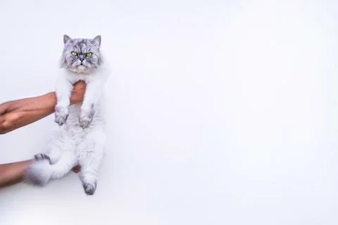 Persian cat in a hands on a white background. Stock Photos