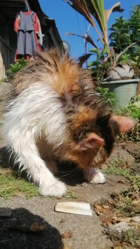 The Persian cat has taken a bath Stock Footage 248641899
