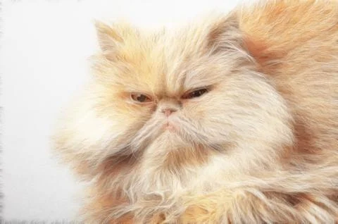 Persian cat Ilustração Stock