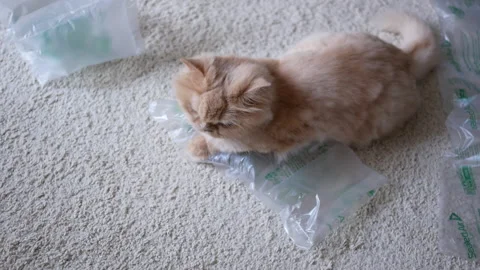 A Persian cat lay on wrap bubbles on the floor at home 스톡 동영상 237805288