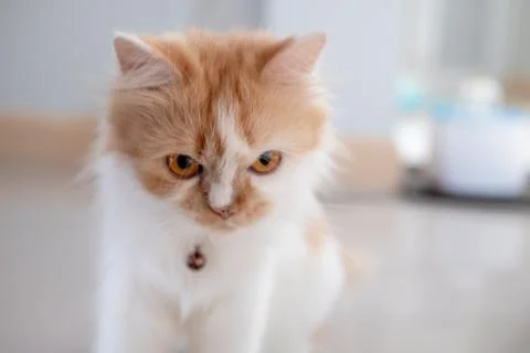 Persian cat looking Stock Photos