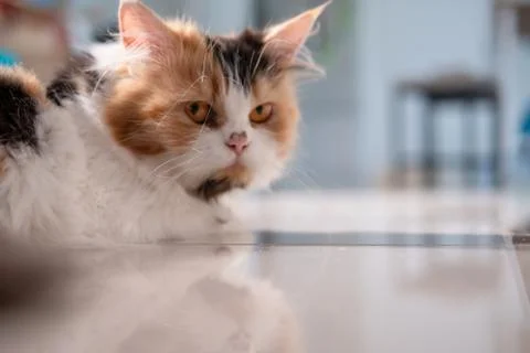 Persian cat looking from under the table Stock Photos