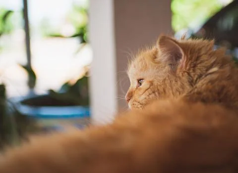 Persian cat lying on the table, close-up Stock Photos