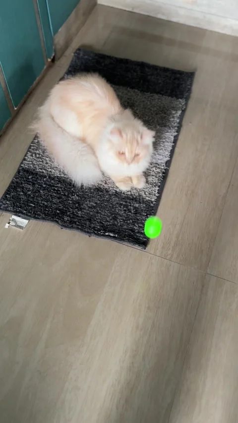 Persian cat moving it's head with the movement of the ball Stock Footage 307298188