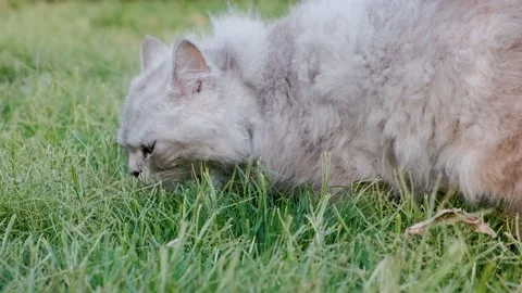 Persian Cat. The Persian Cat Lying On A Grass Field Stock Footage 238416492