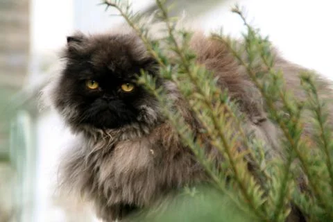 Persian cat Stock Photos