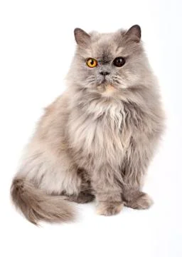 Persian cat Stock Photos