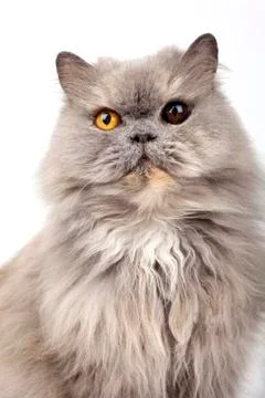 Persian Cat Stock Photos