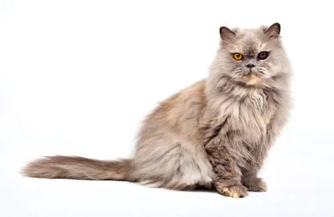 Persian cat Stock Photos
