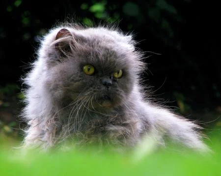 Persian cat Stock Photos