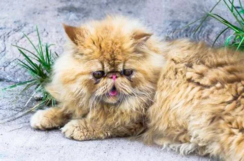 Persian cat Stock Photos