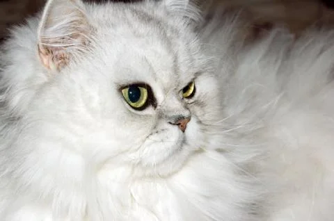 Persian cat Stock Photos