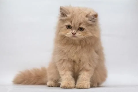 Persian cat Stock Photos