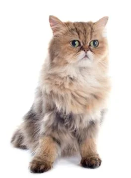 Persian cat Stock Photos