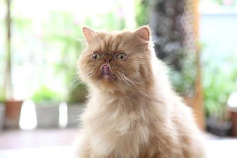 Persian cat Stock Photos
