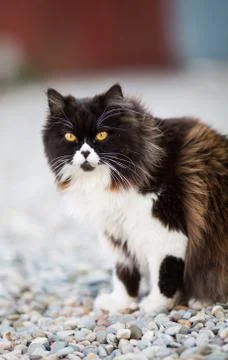 Persian cat Stock Photos