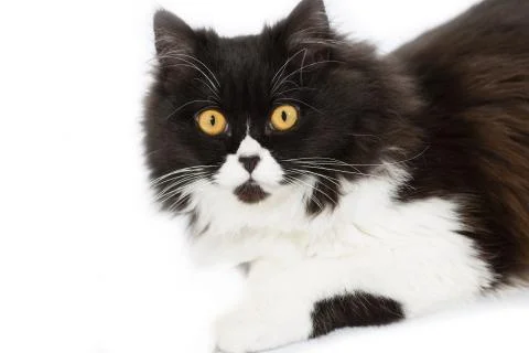 Persian cat Foto stock