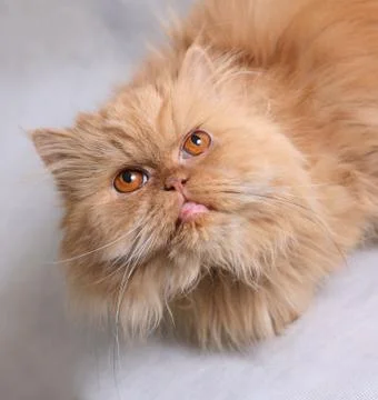 Persian cat Stock Photos