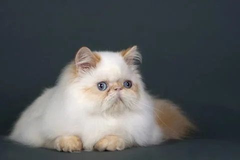 Persian cat Stock Photos