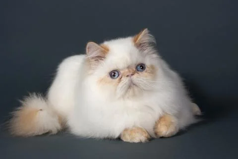 Persian cat 스톡 사진