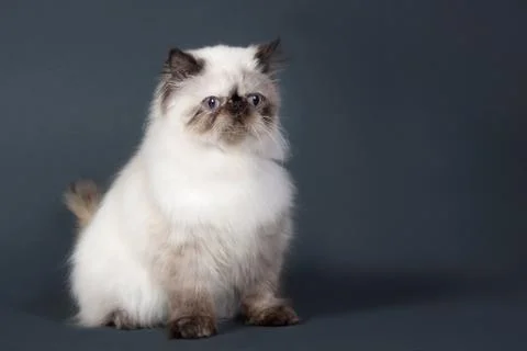 Persian cat 스톡 사진