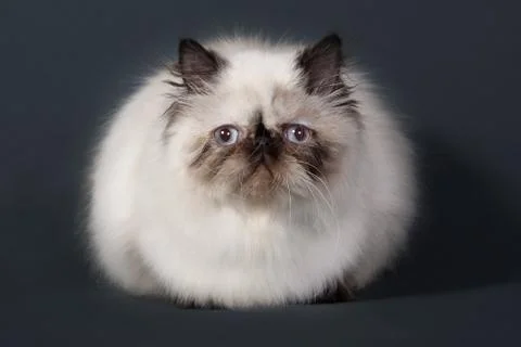 Persian cat 스톡 사진