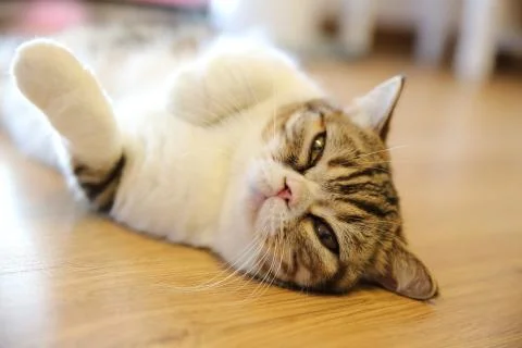Persian cat Stock Photos