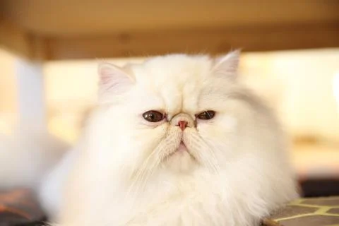 Persian cat Stock Photos
