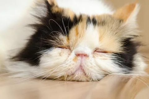 Persian cat Stock Photos
