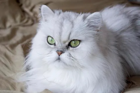 Persian cat Stock Photos