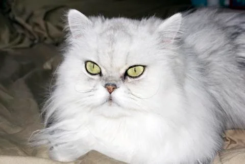 Persian cat Stock Photos