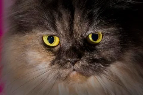 Persian cat Stock Photos