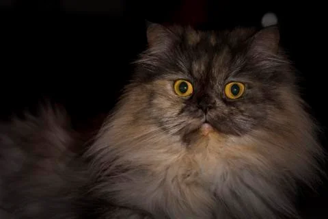 Persian cat Stock Photos