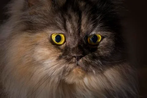 Persian cat Stock Photos