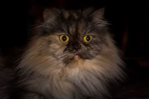 Persian cat Stock Photos