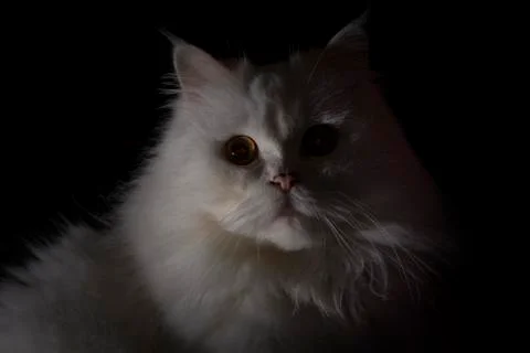 Persian cat Stock Photos