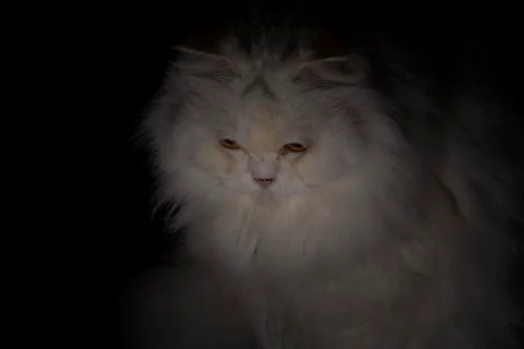 Persian cat Stock Photos