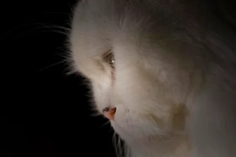 Persian cat Stock Photos