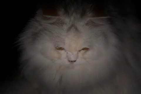 Persian cat Stock Photos