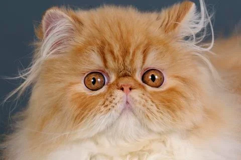 Persian cat. Stock Photos
