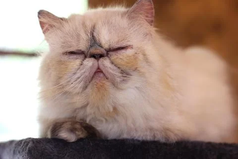 Persian cat Stock Photos