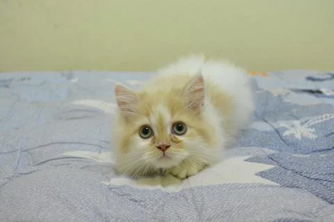 Persian cat 库存照片