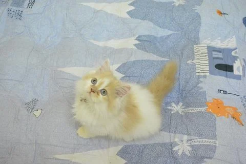 Persian cat 库存照片