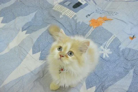 Persian cat 库存照片