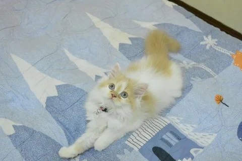 Persian cat 库存照片
